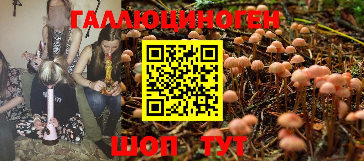 Псилоцибиновые грибы Psilocybine cubensis Ейск